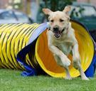 labrador-tunnel-agility-hell-blond-672773.jpg