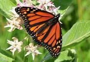 monarch-butterfly-flower-blossom-931632.jpg