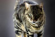 tabby-tabby-cat-cat-eyes-feline-219763.jpg