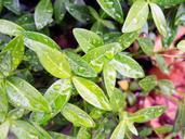 Water_Droplets_on_Green_Plant_Leaves.jpg