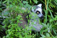 lemur-maki-wild-maki-catta-1443021.jpg