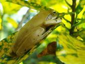 frog-yellow-poison-leaf-green-385637.jpg