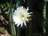 cactus-flower-white-nature-spring-679085.jpg