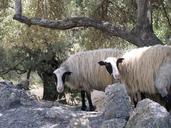 sheep-animals-olive-trees-421574.jpg