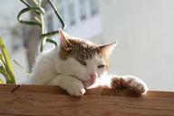 cat-istanbul-tabby-cat-orange-cat-880522.jpg