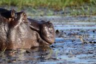 hippopotamus-hippo-mammal-botswana-1652906.jpg