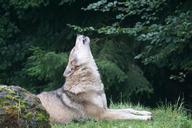 wolf-howl-wolf-howling-1514769.jpg