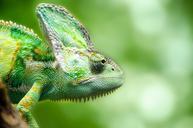 reptile-chameleon-yemen-pets-316735.jpg