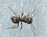 ant-insects-serviformica-macro-577721.jpg