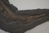 fossil-crocodile-skeleton-1577067.jpg