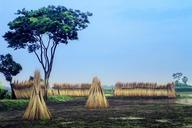 Groups_of_Collected_Plants_on_Farmland_by_Tree.jpg