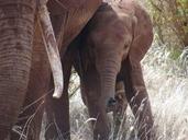 safari-kenya-elephant-elephant-calf-1116668.jpg