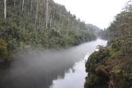 river-fog-mist-trees-water-nature-638025.jpg