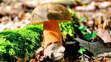 fungi-porcini-mushrooms-forest-601618.jpg