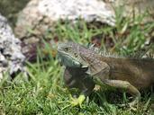 iguana-lizard-reptile-wild-84634.jpg