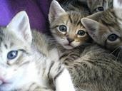 kittens-eyes-cat-668874.jpg