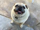 pug-smile-dog-1638507.jpg