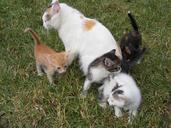 cat-kittens-young-pet-feline-88085.jpg