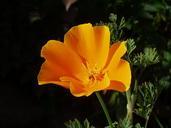 california-poppy-papaver-poppy-1089788.jpg