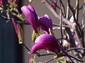 magnolia-flower-magnolia-flower-741532.jpg