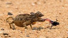 chameleon-africa-namibia-landscape-1170042.jpg