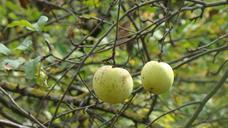 apples-fruit-nature-740358.jpg