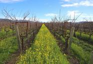 napa-valley-wine-winery-vineyards-1178367.jpg