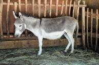 donkey-animal-farm-mammal-domestic-316467.jpg