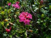 alpine-roses-almenrausch-flowers-245560.jpg