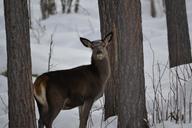 winter-landscape-deer-tree-forest-1209130.jpg