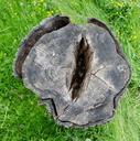 trunk-hole-wood-tree-nature-793819.jpg