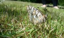 butterfly-nature-grass-garden-642334.jpg