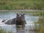 hippo-hippopotamus-wild-mammal-82471.jpg