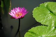 lotus-pond-leaf-nature-flower-992218.jpg