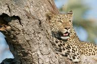 leopard-tree-wildlife-animal-cat-731279.jpg