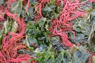 seaweed-algae-nature-red-green-513707.jpg