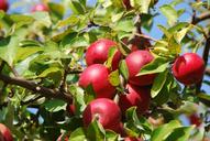 apple-tree-apple-orchard-380196.jpg