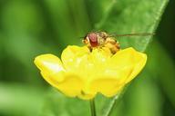 hoverfly-buttercup-macro-792338.jpg