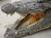 reptile-crocodile-dangerous-scale-1203177.jpg