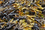 seaweed-beach-seaweed-on-beach-270426.jpg