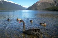 new-zealand-landscape-mountain-swan-325629.jpg