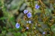 wildflowers-chicory-flower-blue-907281.jpg