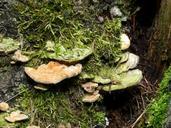 fungus-mushroom-fungi-tree-53678.jpg