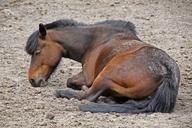 north-sea-horse-beach-sand-beach-930245.jpg