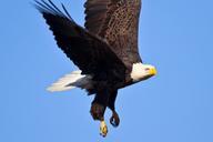 Bald_Eagle_at_Forsythe.jpg