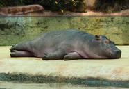 hippopotamus-hippo-zoo-animal-537133.jpg