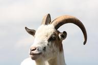 billy-goat-aries-horns-pet-793870.jpg