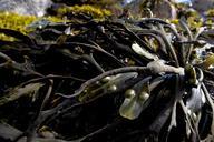 seaweed-sea-marine-algae-water-991706.jpg