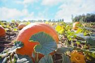 giant-pumpkins-pumpkins-autumn-fall-955604.jpg