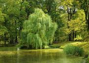 tree-pond-willow-nature-forest-984846.jpg